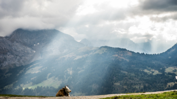 Kuch in Sonnenstrahlen vor Bergkette