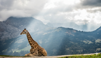Von «Nano Banana» erstelltes Bild mit Giraffe statt Kuh im Sonnenstrahlen vor Bergkulisse