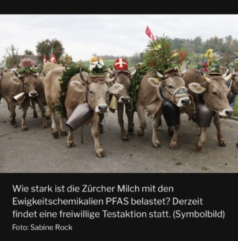 Symbolbild von Kühen bei einem Alpaufzug. Bildlegende: Wie stark ist die Zürcher Milch mit den Ewigkeitschemikalien PFAS belastet? Derzeit findet eine freiwillige Testaktion statt. 